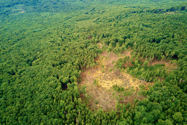 PAHANG JERANTUT BUKIT TAHAN AGRICULTURE LAND 10,900 ACRES INTERNATIONAL LOT FOR SALE - photo 2