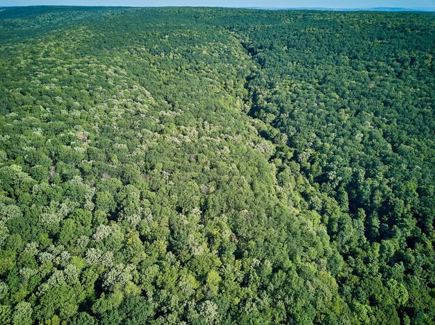 PAHANG JERANTUT BUKIT TAHAN AGRICULTURE LAND 10,900 ACRES INTERNATIONAL LOT FOR SALE - photo 3