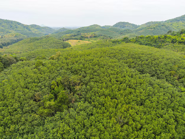 PAHANG JERANTUT BUKIT TAHAN AGRICULTURE LAND 10,900 ACRES INTERNATIONAL LOT FOR SALE - photo 4