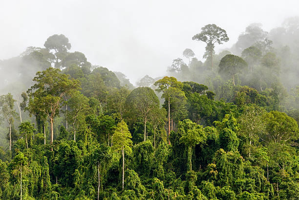 PERAK SUNGAI SIPUT VIRGIN FOREST 2,000 ACRES FOR SALE - photo 3