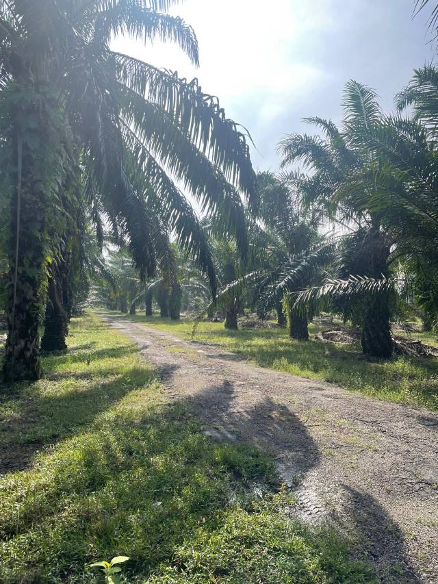 Telok MengkuangTelok ...