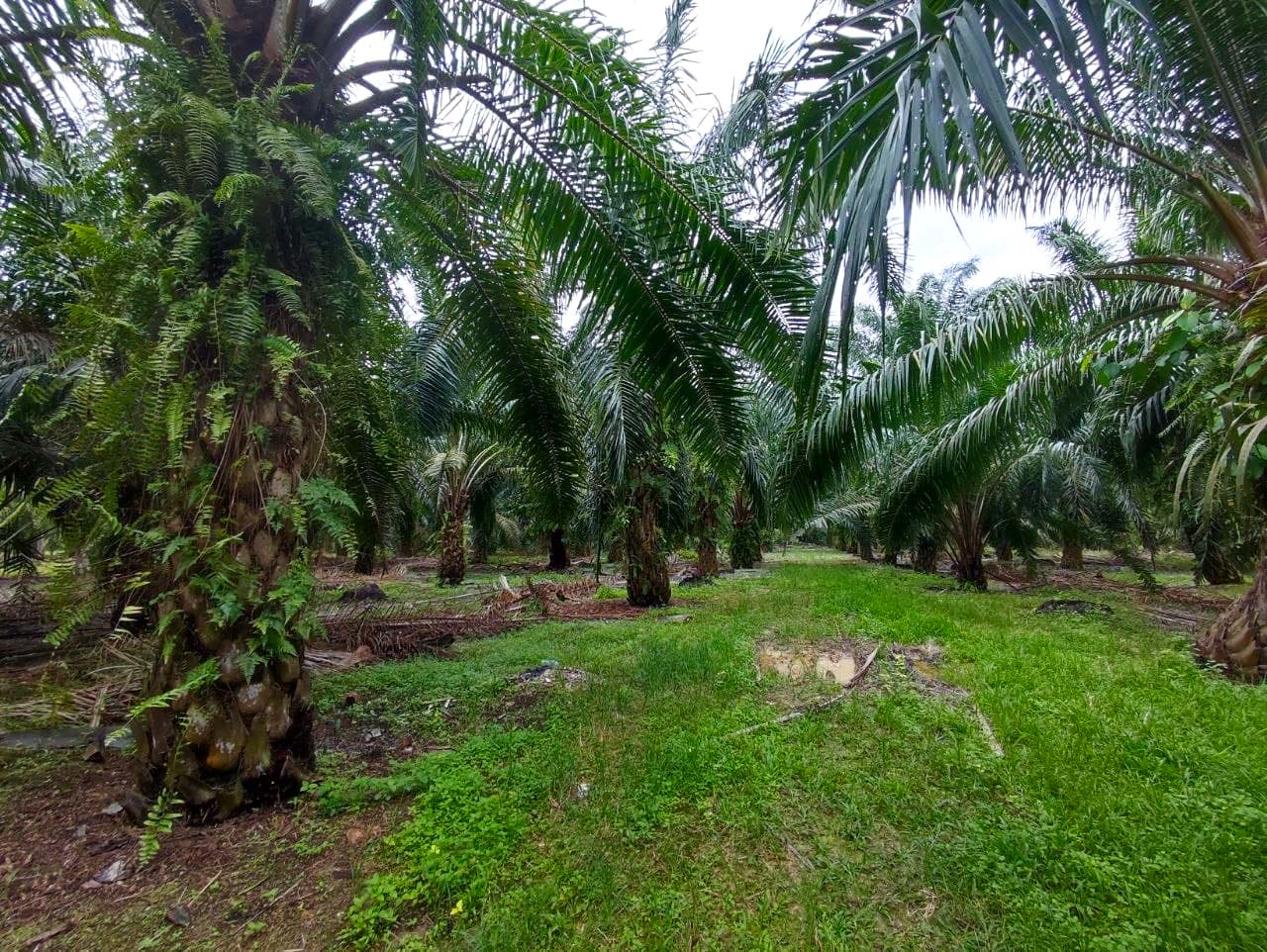 Jenderam Dengkil