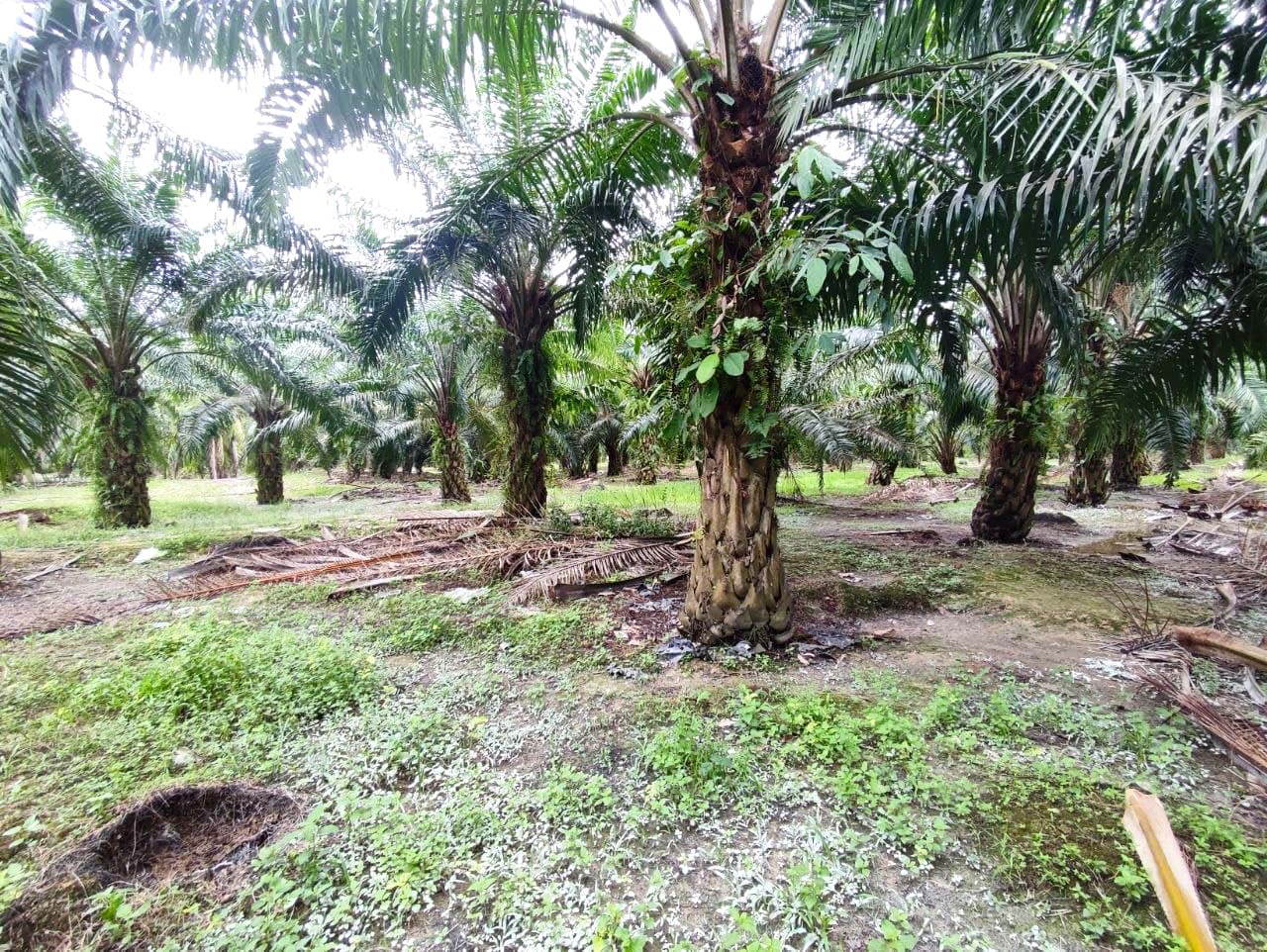 Jenderam Dengkil - photo 8