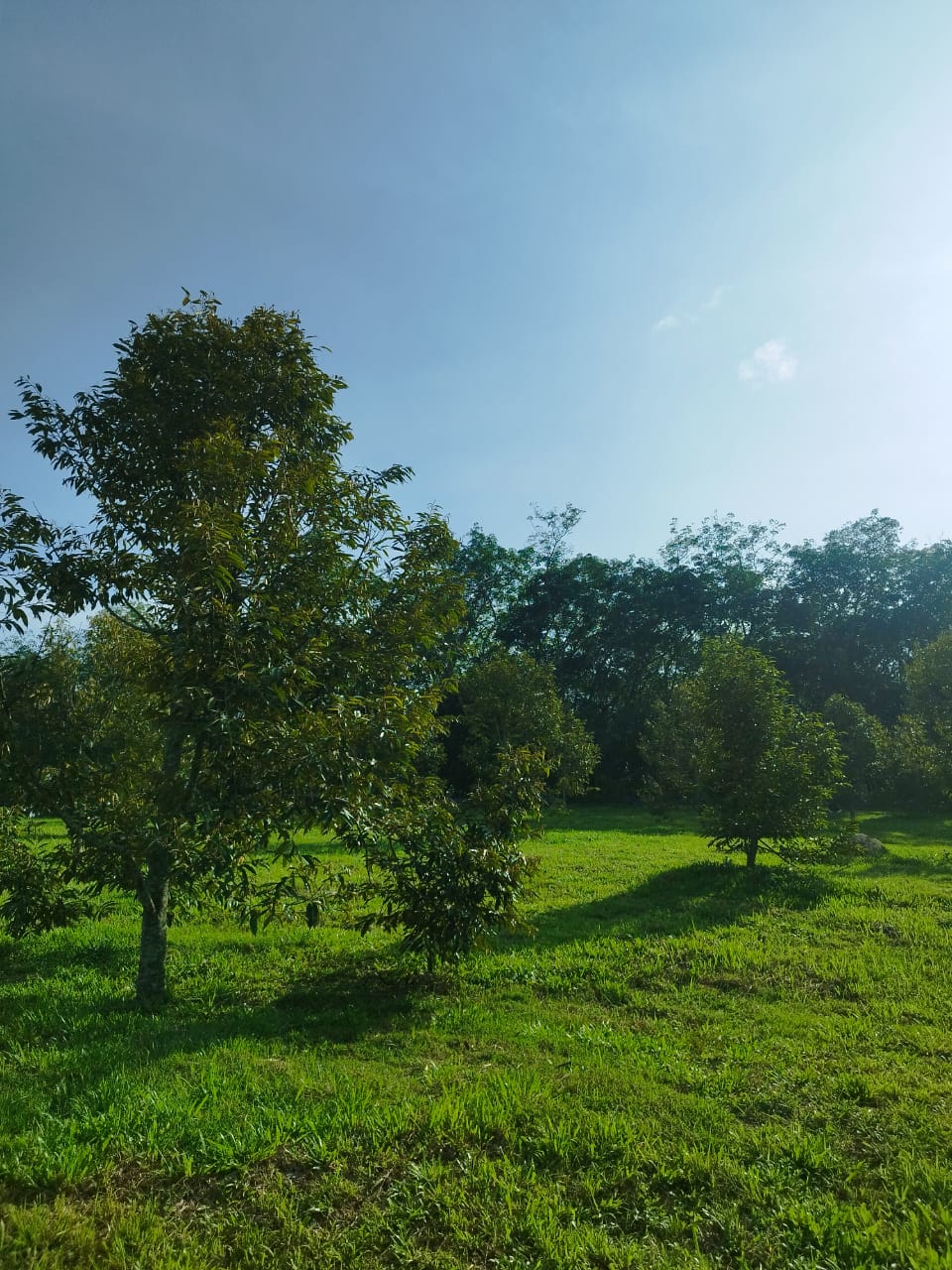 Negeri Sembilan, Gemas Durian Land for Sale - photo 2