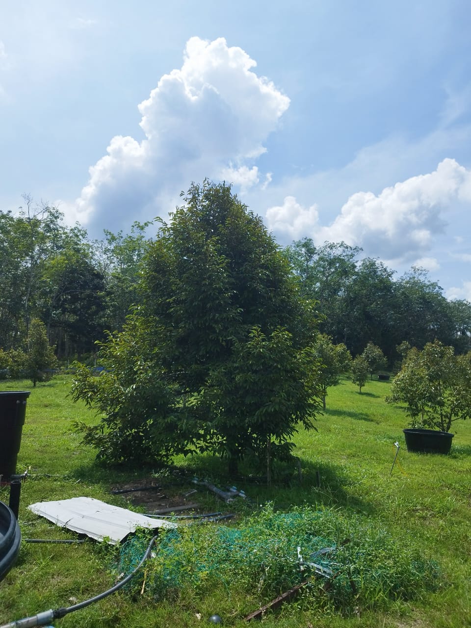 Negeri Sembilan, Gemas Durian Land for Sale - photo 5