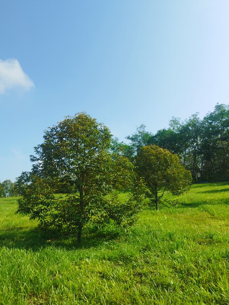 Negeri Sembilan, Gemas Durian Land for Sale - photo 6