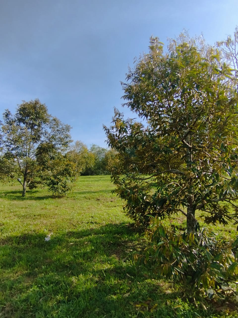 Negeri Sembilan, Gemas Durian Land for Sale - photo 7