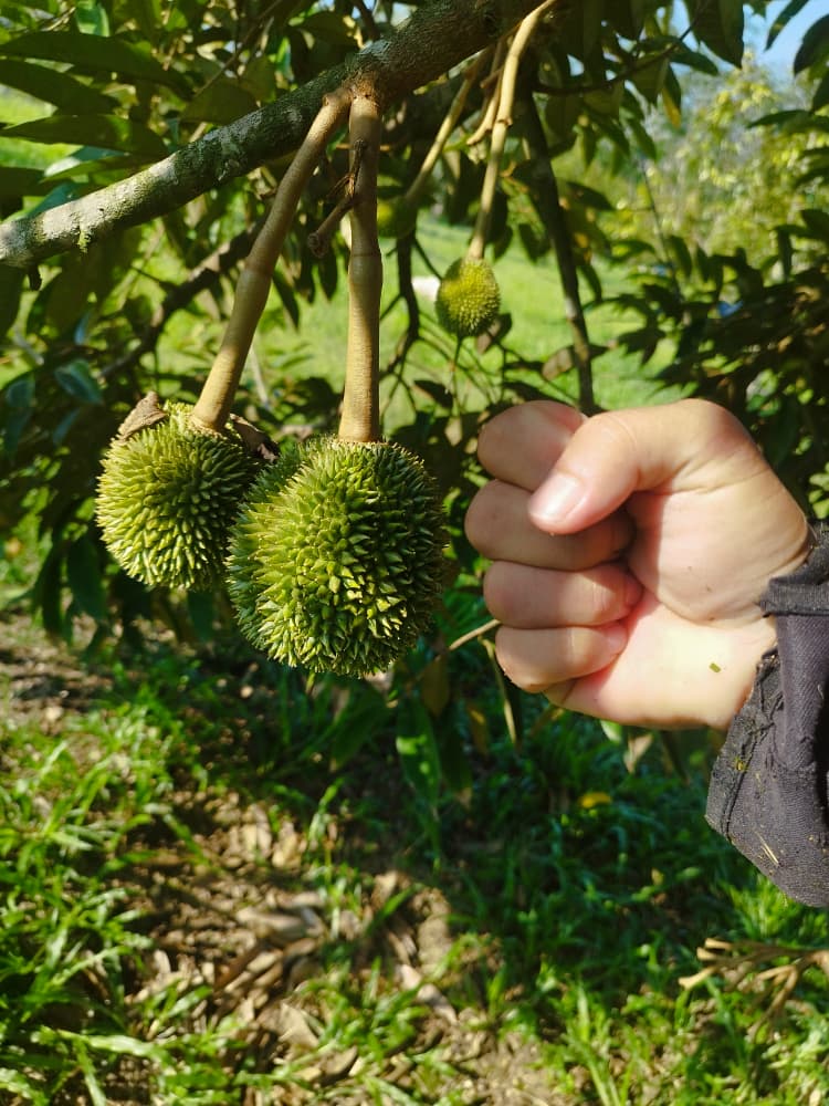 Negeri Sembilan, Gemas Durian Land for Sale - photo 8