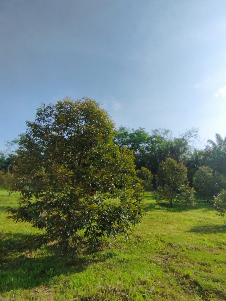Negeri Sembilan, Gemas Durian Land for Sale - photo 9