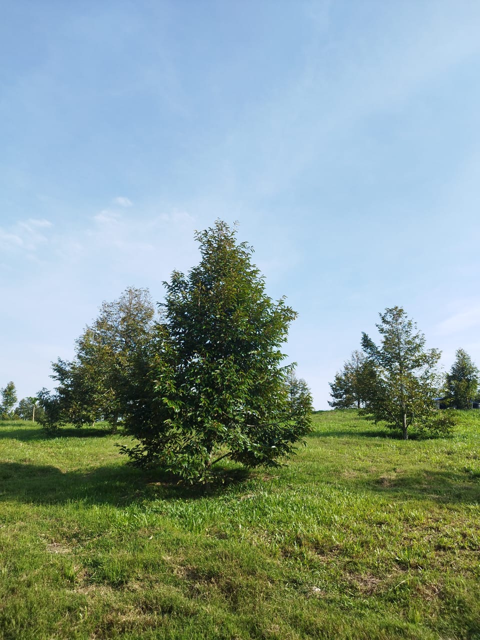 Negeri Sembilan, Gemas Durian Land for Sale - photo 10