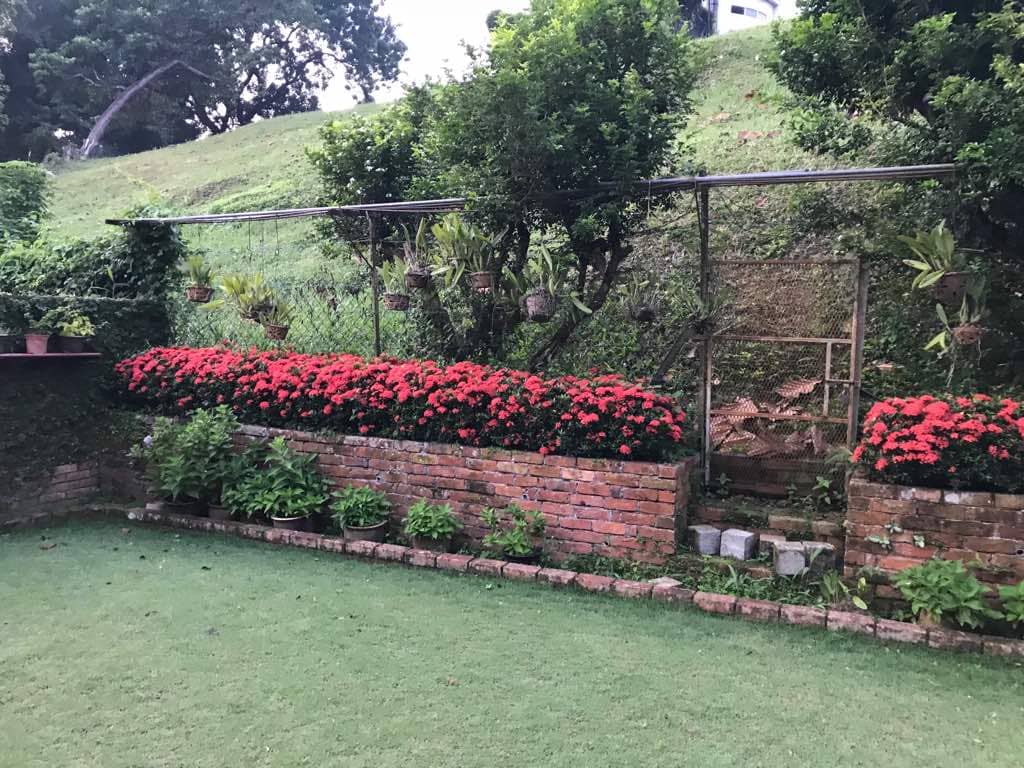 Cangkat Minden Jalan, Terrace Back Garden - photo 3