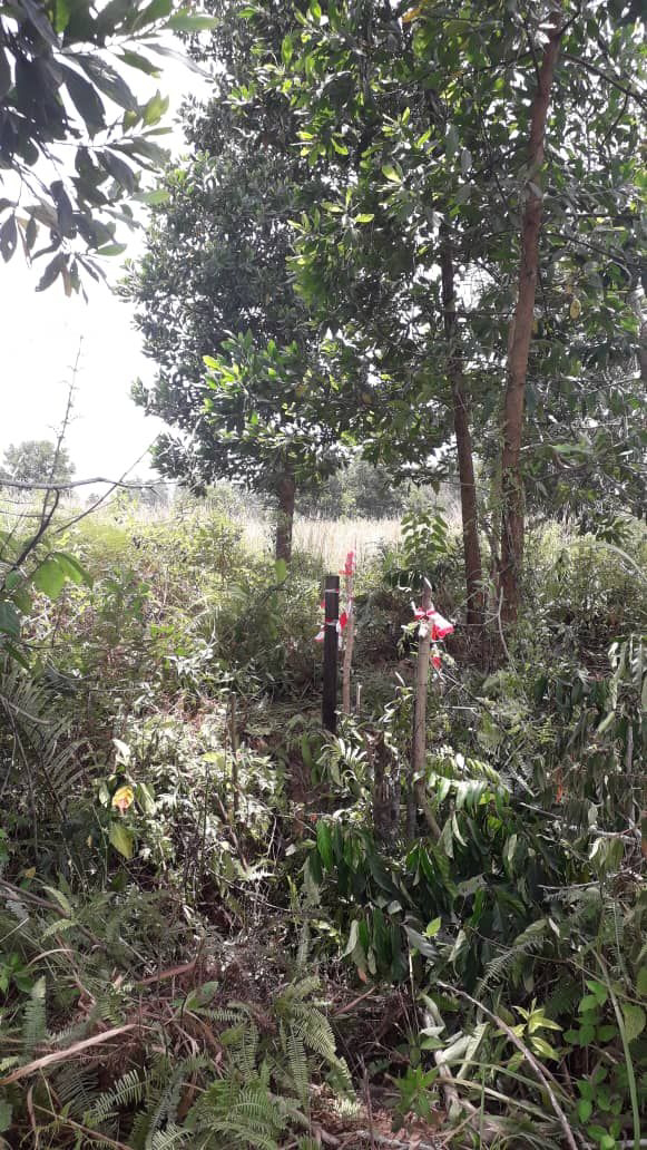 Tanah Pertanian 1 Ekar Jaya Gading - photo 3