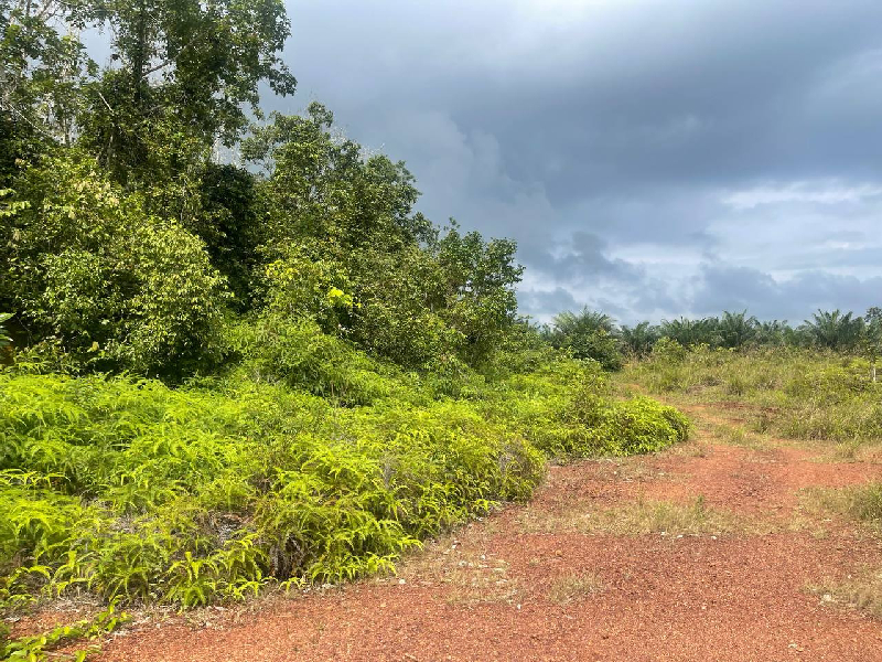 Tanah Pertanian Mukim Pulau Manis Pekan  - photo 1