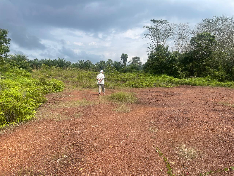Tanah Pertanian Mukim Pulau Manis Pekan  - photo 3
