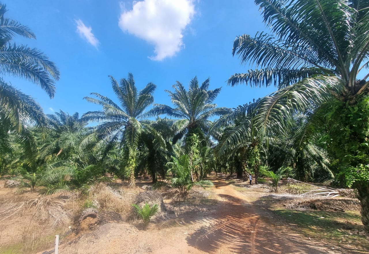 ZONING INDUSTRIAL LAND FOR SALE - photo 2