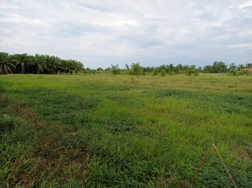 Tanah 3 Ekar Kuala Selangor  - photo 3