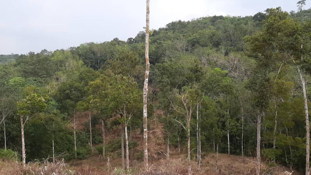 TANAH PERTANIAN SUNGAI BARU ULU YAM BATANG KALI - photo 3