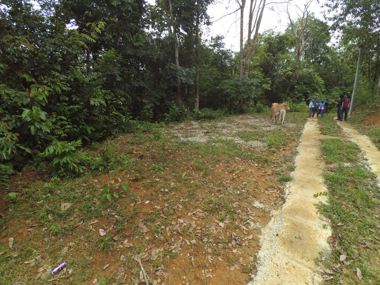 TANAH PERTANIAN, BATU 20 SUNGAI LUI HULU LANGAT - photo 13