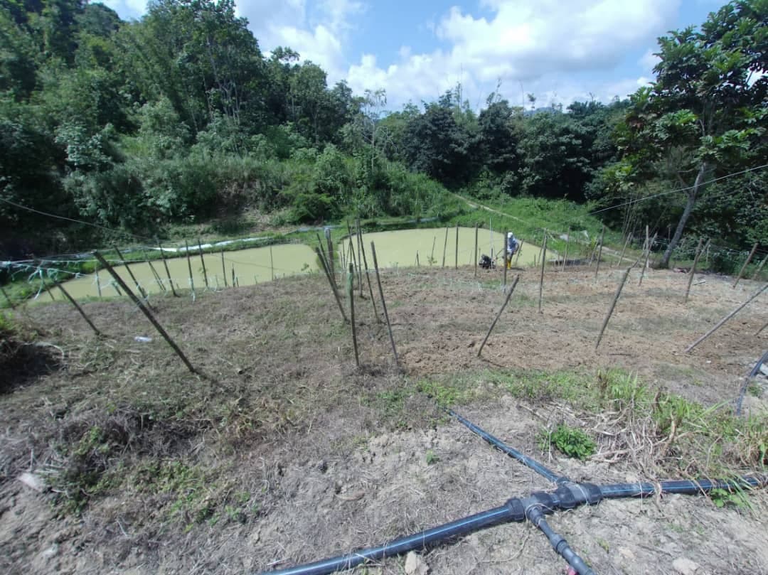 TANAH PERTANIAN PULAU SANTAP JANDA BAIK PAHANG - photo 2