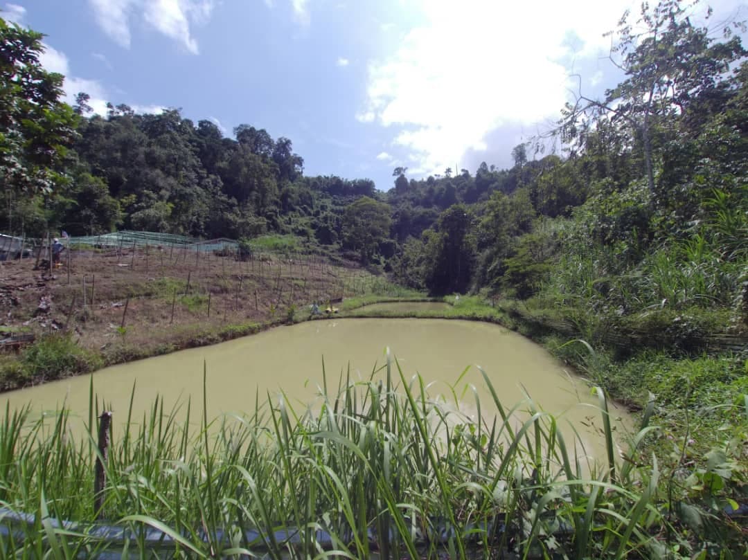 TANAH PERTANIAN PULAU SANTAP JANDA BAIK PAHANG - photo 4
