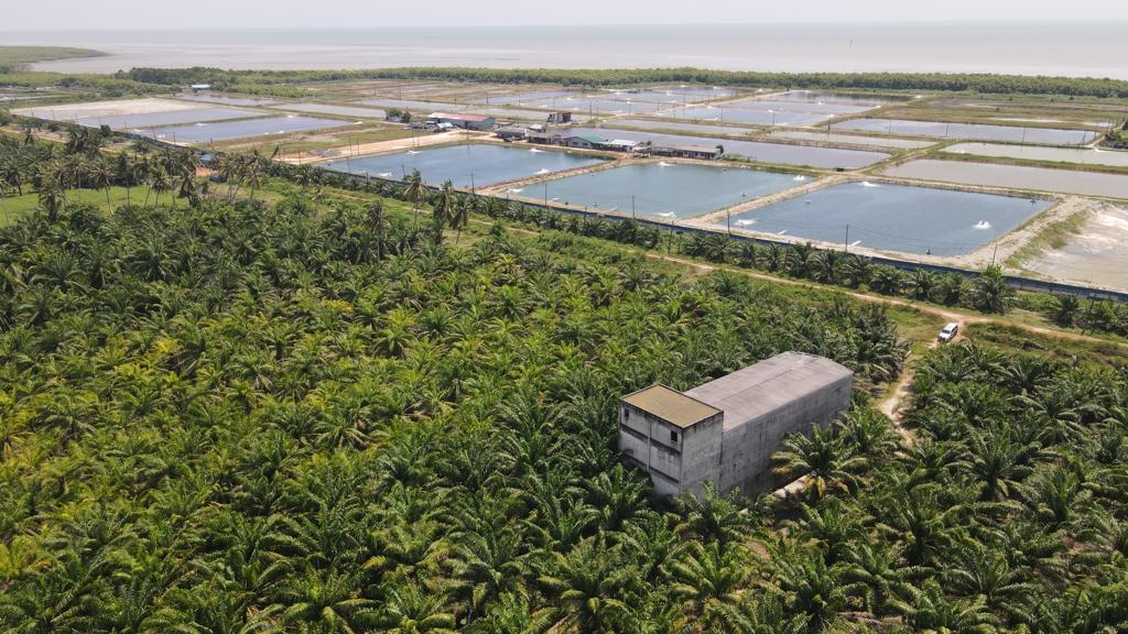 Oil Palm Land Tanjon ...