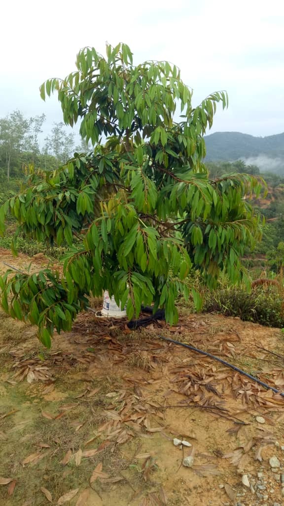 Bentong - photo 5