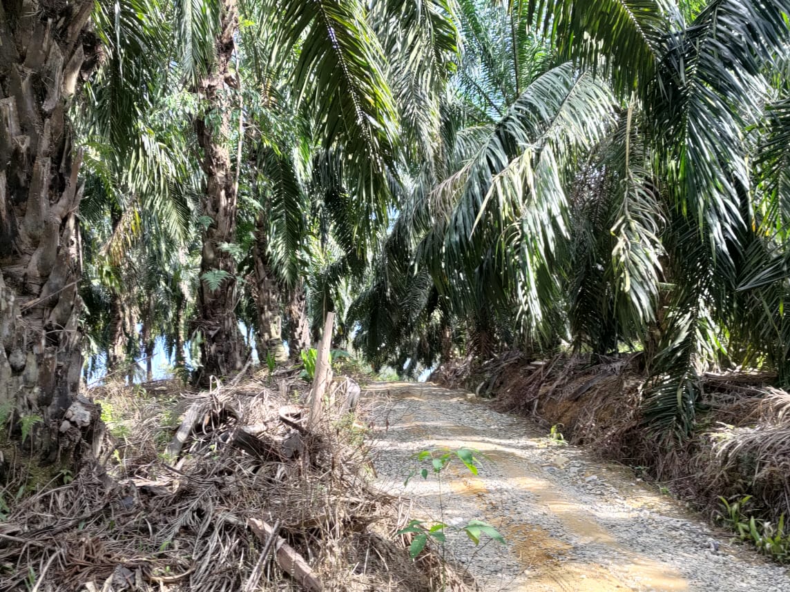 Kuala Lipis - photo 7
