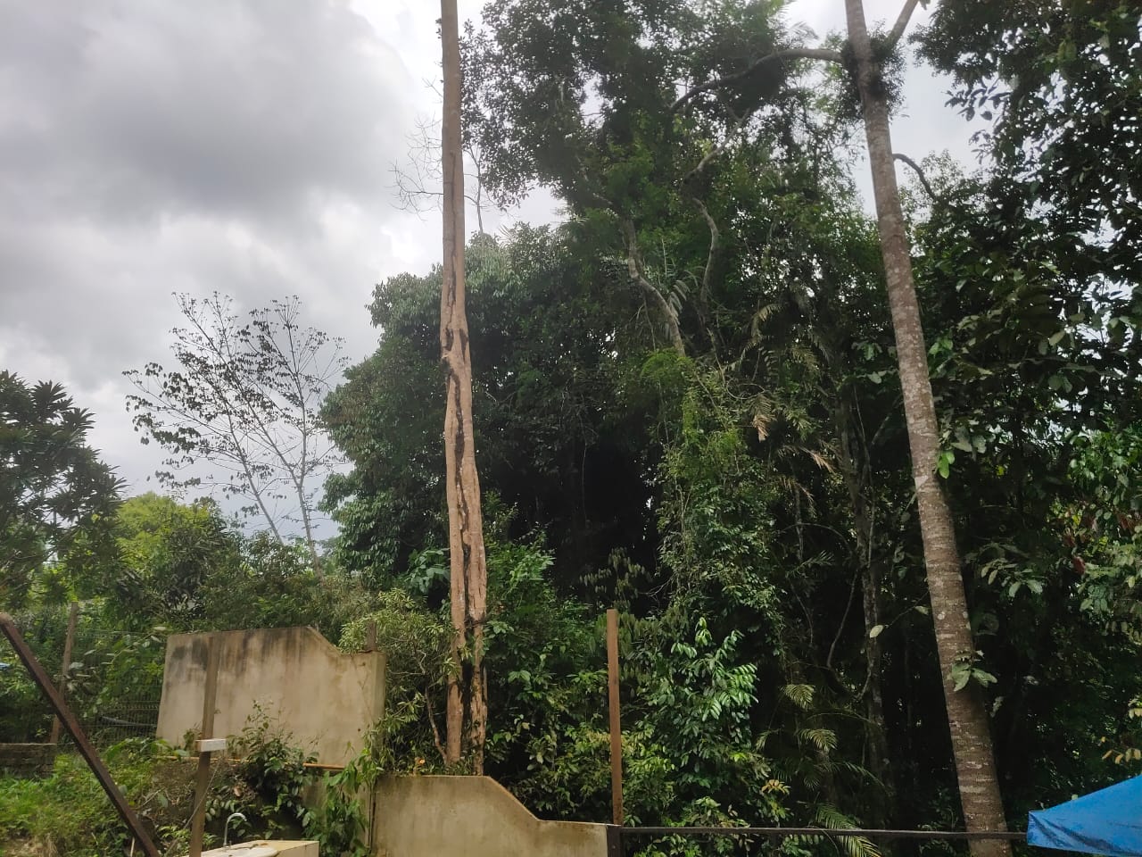 Bentong - photo 8