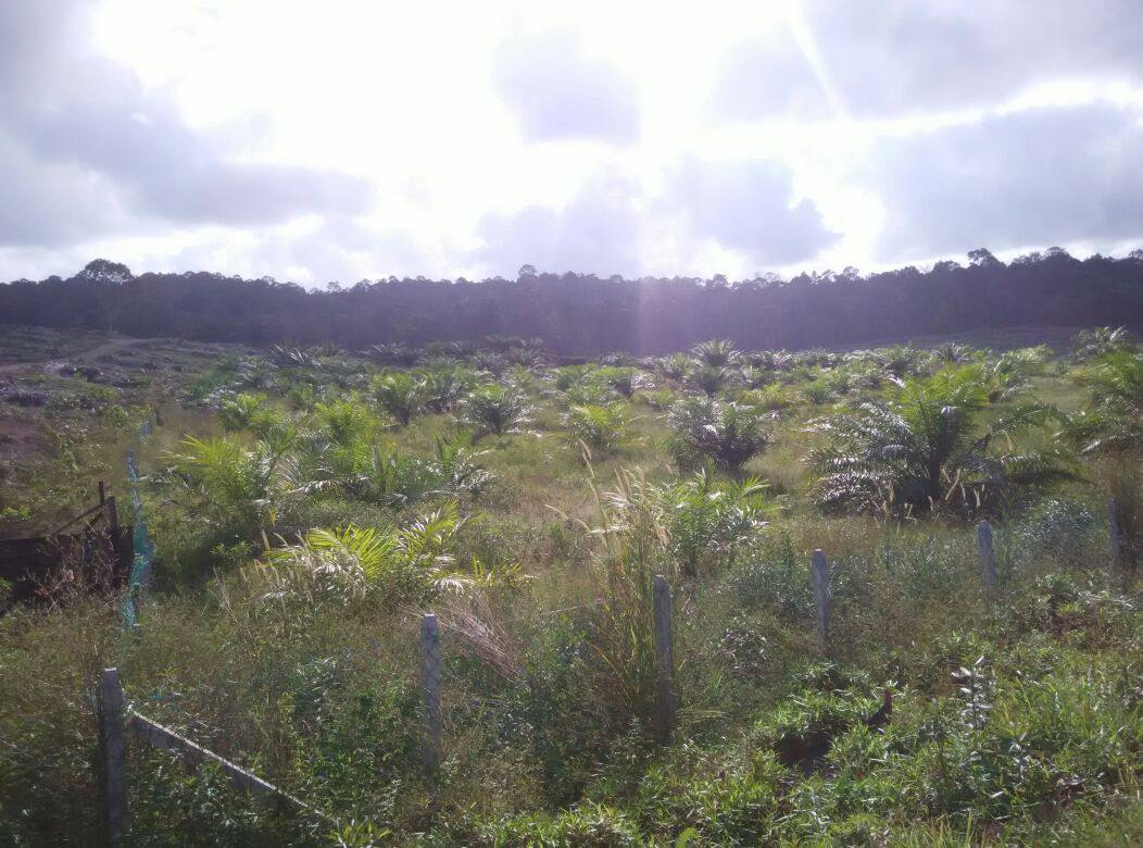 Empat Lot Tanah Malay Reserve Berjumlah 864 - photo 3
