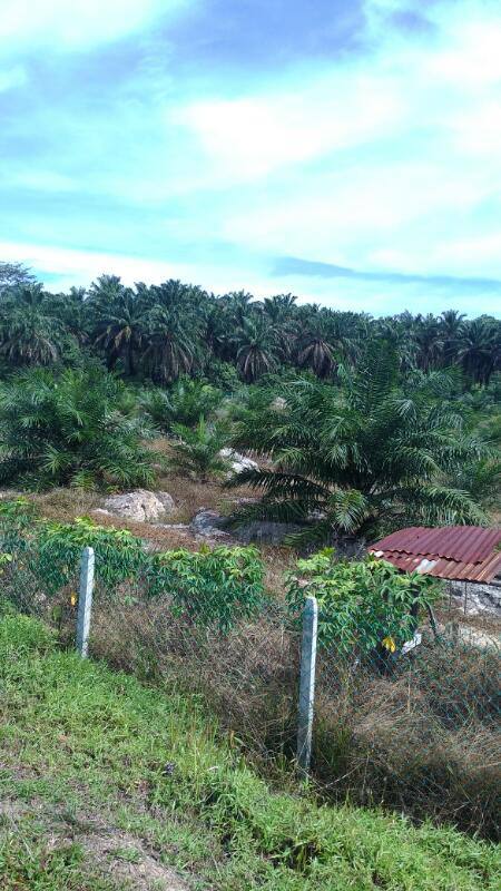 Empat Lot Tanah Malay Reserve Berjumlah 864 - photo 5