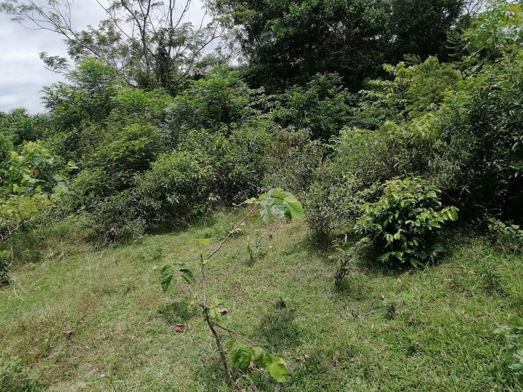 TANAH UNTUK DIJUAL DAERAH ALOR GAJAH - photo 2