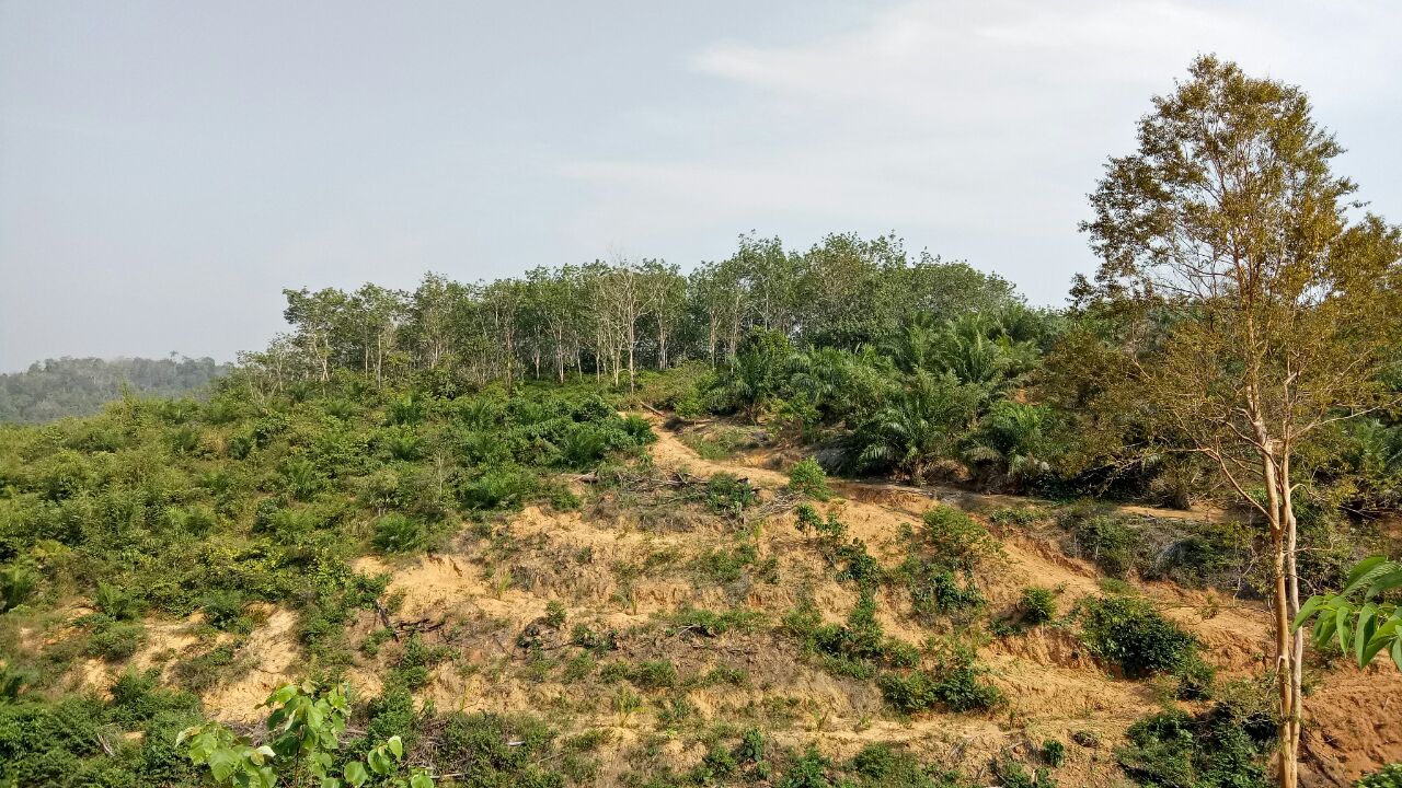 TANAH KEBUN GETAH - MUKIM GALI, SG TERAP, RAUB - photo 4