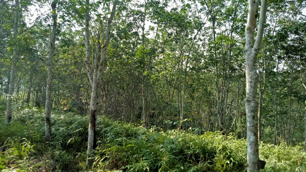 TANAH KEBUN GETAH - MUKIM GALI, SG TERAP, RAUB - photo 5