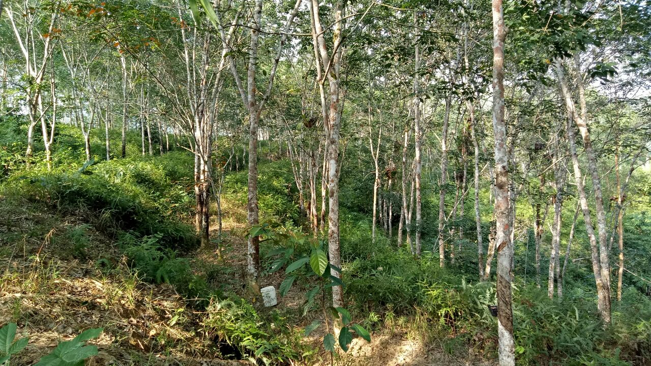 TANAH KEBUN GETAH - MUKIM GALI, SG TERAP, RAUB - photo 6
