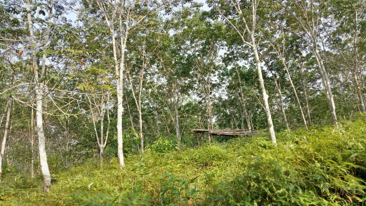 TANAH KEBUN GETAH - MUKIM GALI, SG TERAP, RAUB - photo 7