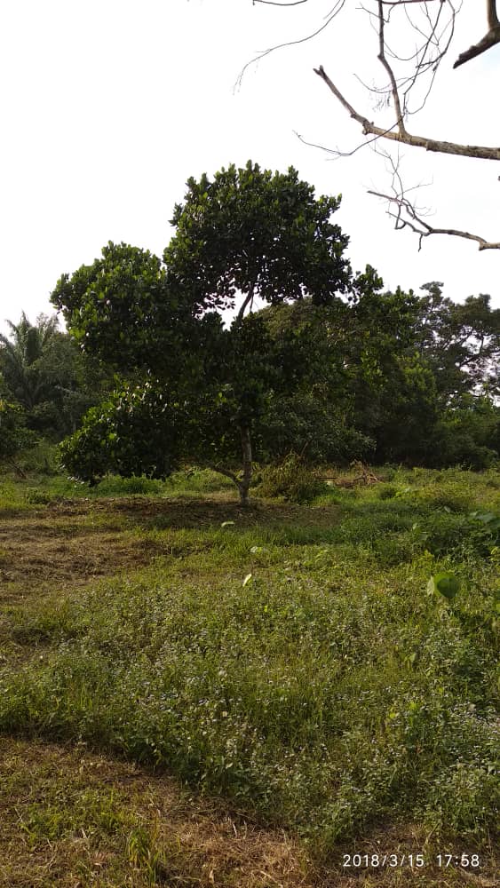 TANAH PERTANIAN DUSUN KAMUNTING, PERAK - photo 1