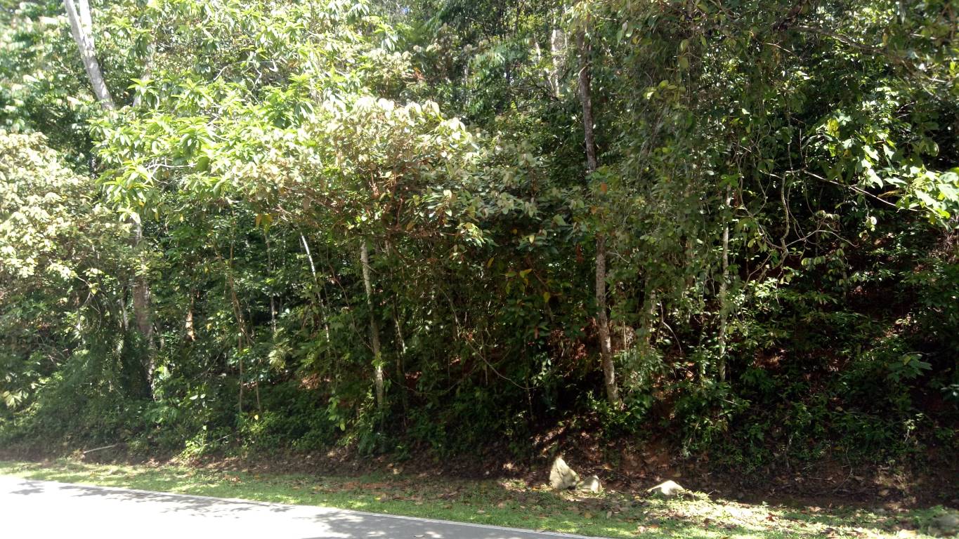 25246 TANAH PERTANIAN GETAH, LIPIS