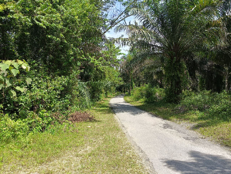 Tanah Kebun Sawit untuk dijual Di Batu Kurau - photo 3