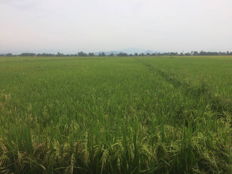 TANAH BENDANG BAGAN SERAI - photo 3