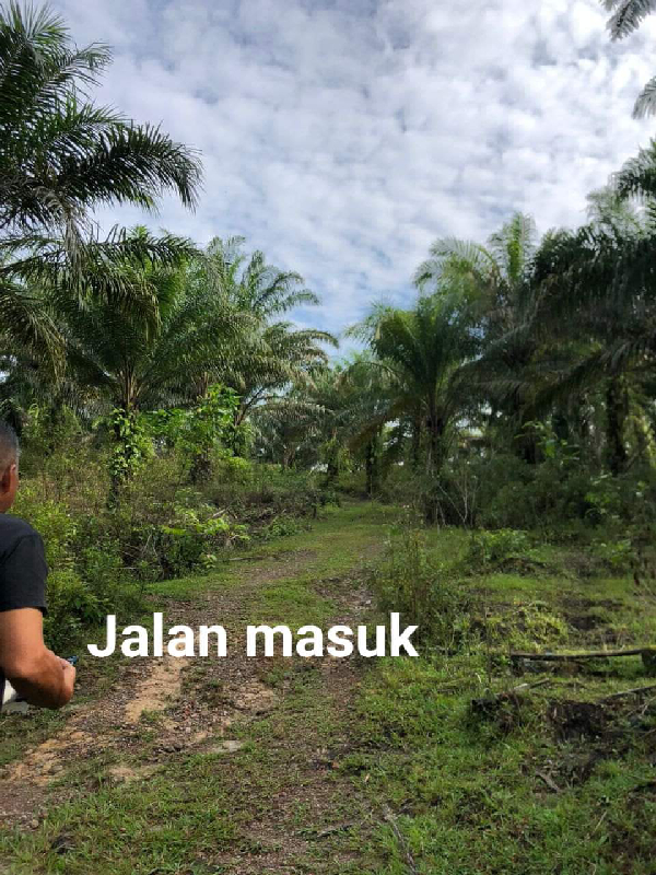 Tanah 5 Ekar Di Setiu - photo 5