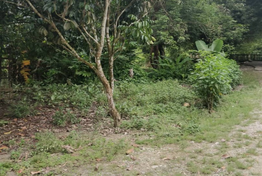 Tanah Tepi Jalan Batu 20 Sungai Lui Hulu Langat - photo 5