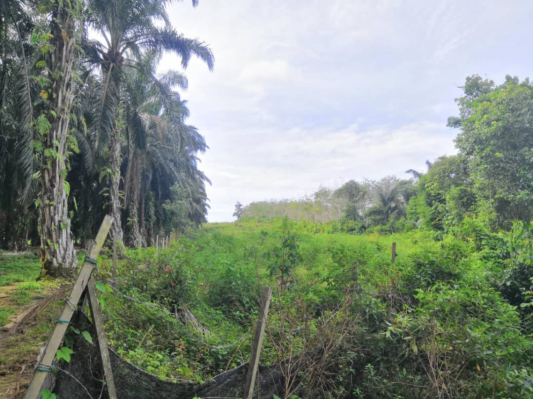 Tanah Freehold Johol, Kuala Pilah