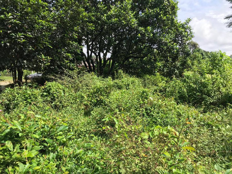 Tanah Pertanian untuk dijual, Mantin - photo 3