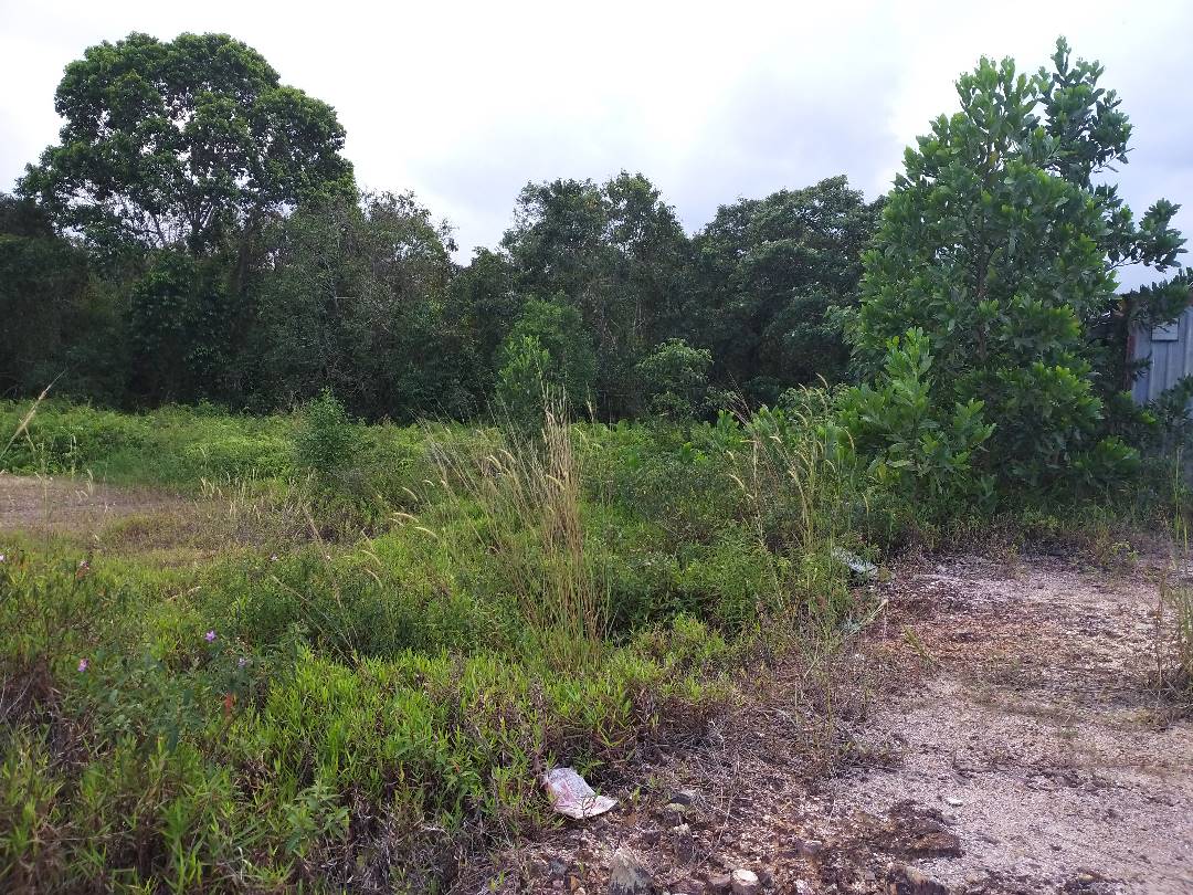 Tanah Untuk Dijual Di Kampung Gudang Rasau Kuantan - photo 2
