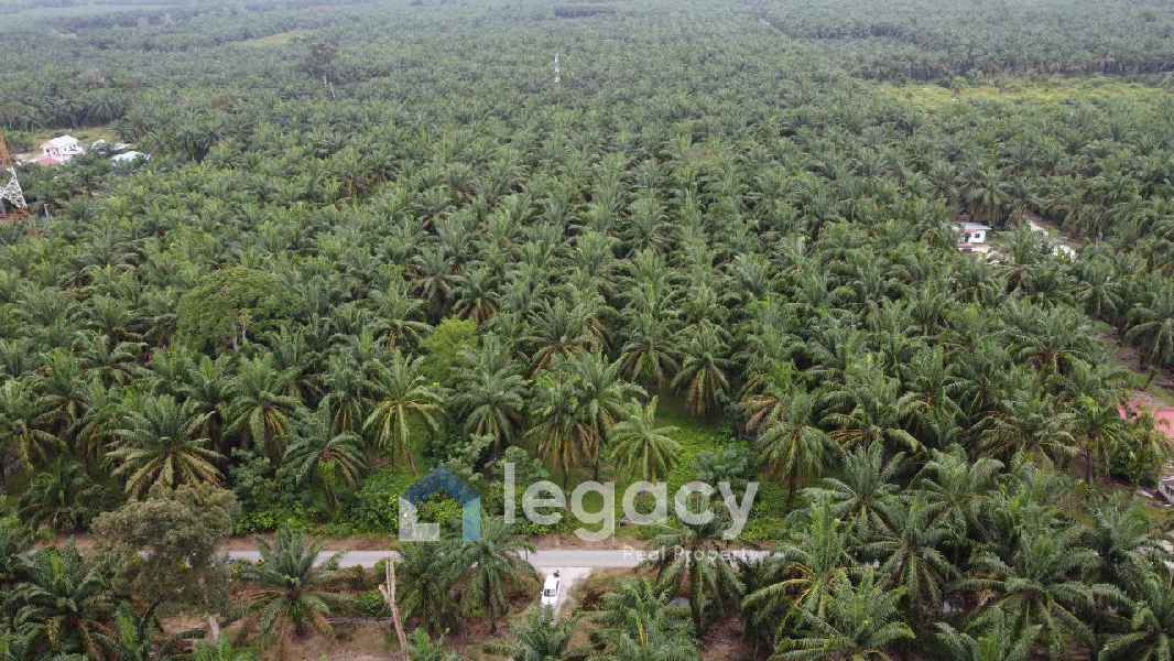 Tanah Sawit Untuk Di Jual di Sei Keruin, Sungai Kerawai Teluk Intan Perak