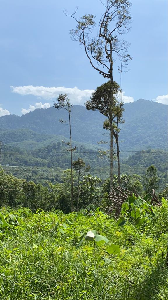 Kebun Durian Bersebelahan Sahom Valley Resort - photo 2