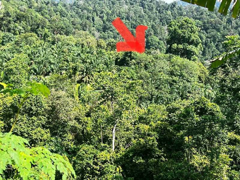 Tanah Ulu Piol Kuala Kangsar - photo 2