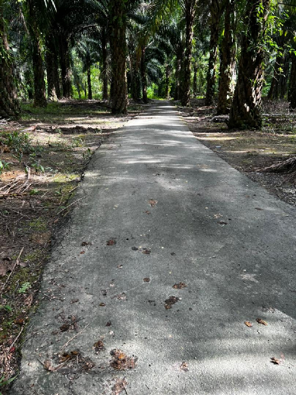 Tanah Ulu Piol Kuala Kangsar - photo 3
