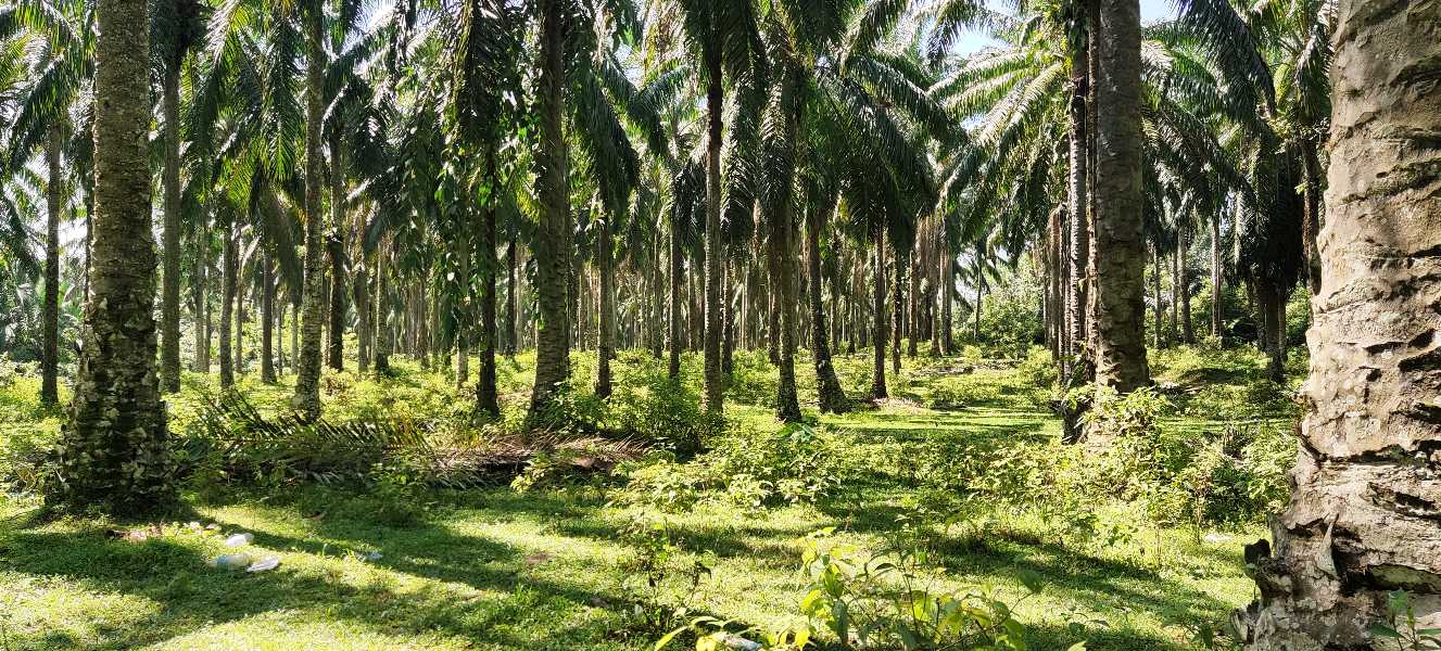 Ladang Kelapa Sawit 12 Ekar Gopeng - photo 2
