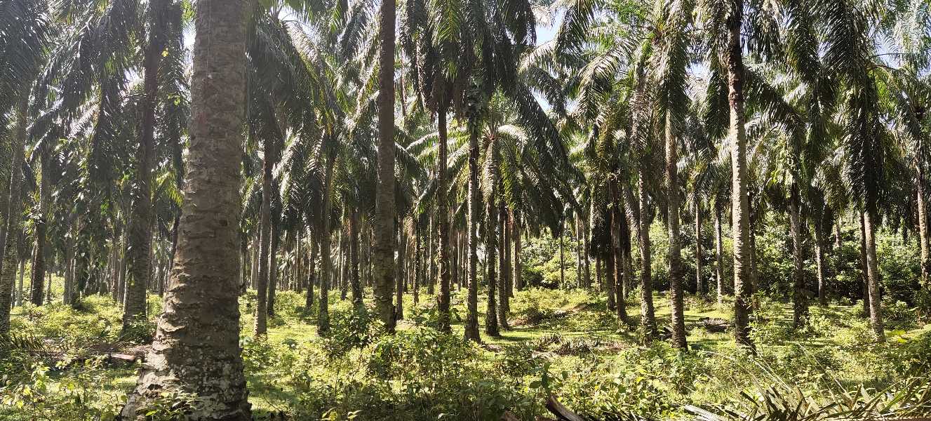 Ladang Kelapa Sawit 12 Ekar Gopeng - photo 3